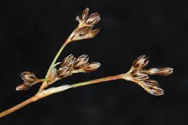 Attēlu rezultāti vaicājumam “Juncus squarrosus fruit”