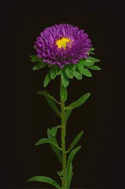 Image result for Aster