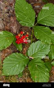 Attēlu rezultāti vaicājumam “Rubus saxatilis fruit”