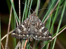 Attēlu rezultāti vaicājumam “Protoschinia scutosa”