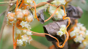 Attēlu rezultāti vaicājumam “Cuscuta europaea fruit”