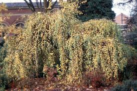 Attēlu rezultāti vaicājumam “Betula pendula Youngii”