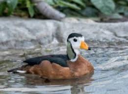 Attēlu rezultāti vaicājumam “Anseriformes”