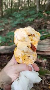 Attēlu rezultāti vaicājumam “Hapalopilus croceus”