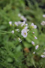 Attēlu rezultāti vaicājumam “Peucedanum palustre flower”