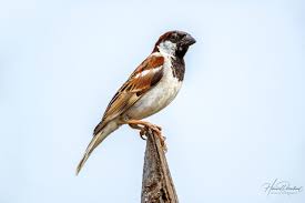 Attēlu rezultāti vaicājumam “Passer domesticus male”