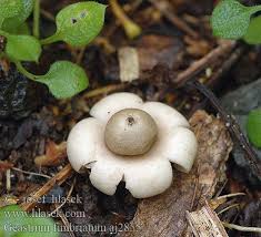 Attēlu rezultāti vaicājumam “Geastrum fimbriatum”