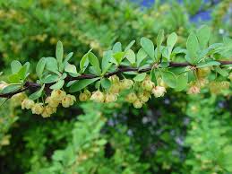 Attēlu rezultāti vaicājumam “Berberis thunbergii flower”
