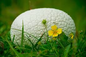 Attēlu rezultāti vaicājumam “Langermania gigantea”