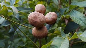 Attēlu rezultāti vaicājumam “Aesculus x hybrida fruit”