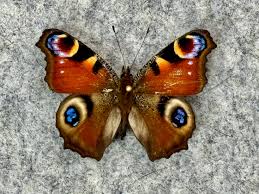 Attēlu rezultāti vaicājumam “Inachis io”