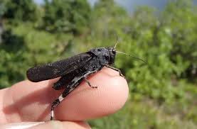 Attēlu rezultāti vaicājumam “Psophus stridulus”