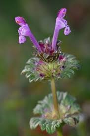 Attēlu rezultāti vaicājumam “Lamium amplexicaule”
