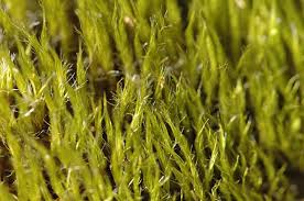 Attēlu rezultāti vaicājumam “Dicranodontium denudatum”