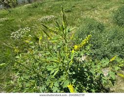 Attēlu rezultāti vaicājumam “Melilotus officinalis”