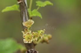 Attēlu rezultāti vaicājumam “Ribes spicatum”