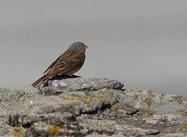 Image result for Emberiza caesia