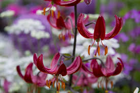 Attēlu rezultāti vaicājumam “Lilium martagon flower”