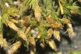 Attēlu rezultāti vaicājumam “Orthotrichum speciosum”