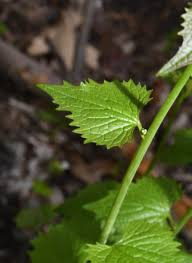Attēlu rezultāti vaicājumam “Alliaria petiolata leaf”
