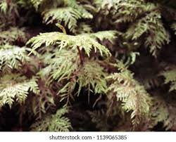 Attēlu rezultāti vaicājumam “Hylocomium splendens”