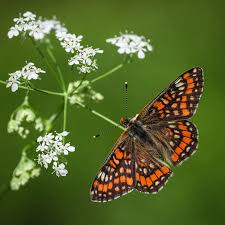 Attēlu rezultāti vaicājumam “Euphydryas maturna”