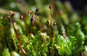 Attēlu rezultāti vaicājumam “Fissidens adianthoides”