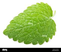 Attēlu rezultāti vaicājumam “Melissa officinalis leaf”