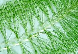 Attēlu rezultāti vaicājumam “Batrachospermum moniliforme”