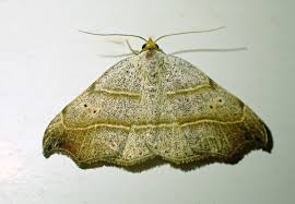 Attēlu rezultāti vaicājumam “Laspeyria flexula”