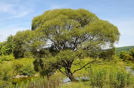 Attēlu rezultāti vaicājumam “Salix x fragilis”