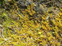 Attēlu rezultāti vaicājumam “Homomallium incurvatum”