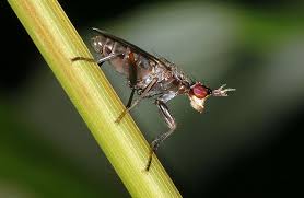 Attēlu rezultāti vaicājumam “Coremacera marginata”