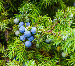 Attēlu rezultāti vaicājumam “Juniperus communis fruit”