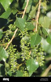 Attēlu rezultāti vaicājumam “Populus nigra leaf”