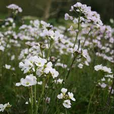 Attēlu rezultāti vaicājumam “Cardamine pratensis flower”