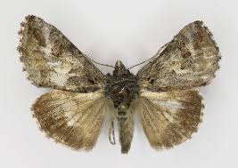 Attēlu rezultāti vaicājumam “Autographa gamma”