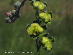 Attēlu rezultāti vaicājumam “Cynoglossum officinale fruit”