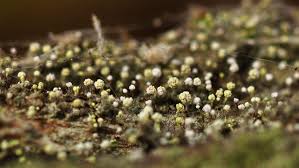 Attēlu rezultāti vaicājumam “Chaenotheca brachypoda”