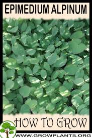 Attēlu rezultāti vaicājumam “Epimedium alpinum”