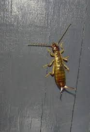 Attēlu rezultāti vaicājumam “Forficula auricularia female”