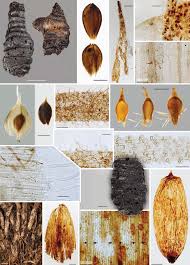 Attēlu rezultāti vaicājumam “Eriophorum angustifolium fruit”