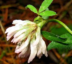 Attēlu rezultāti vaicājumam “Oenothera rubricauli bud”