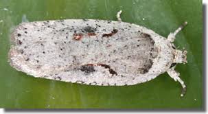 Attēlu rezultāti vaicājumam “Agonopterix ocellana”