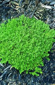 Attēlu rezultāti vaicājumam “Herniaria glabra leaf”