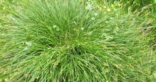 Attēlu rezultāti vaicājumam “Carex vulpina”