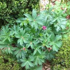 Image result for Astrantia majon `Abbey Road`