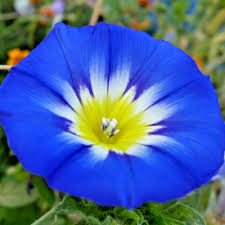 Image result for Convolvulus tricolor
