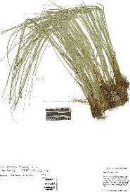 Attēlu rezultāti vaicājumam “Carex diandra”