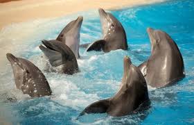 Image result for Adventure Dolphin